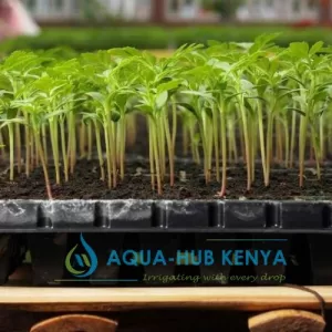 Planting Trays in Kenya by Aqua Hub kenya