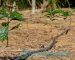 Coffer Farming Irrigation in Kenya