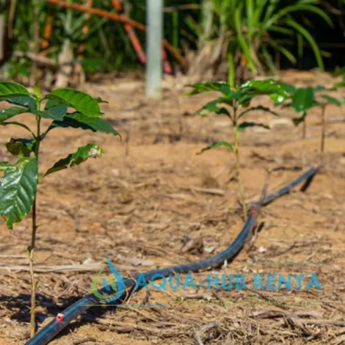 Coffer Farming Irrigation in Kenya