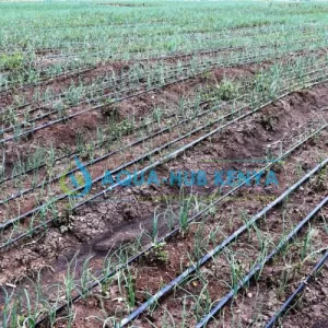 Drip Irrigation Kits in Kenya