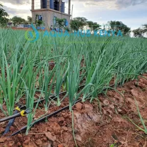 Drip Kit Prices in kenya