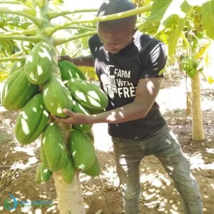 Pawpaw Farming in Kenya using Button Drippers