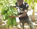 Pawpaw Farming in Kenya using Button Drippers