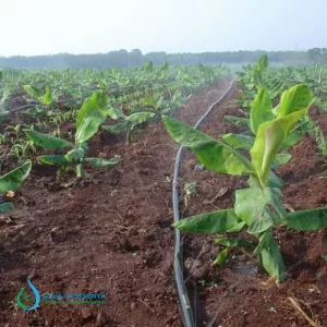 Irrigation systems and Prices in Kenya