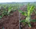 Irrigation systems and Prices in Kenya