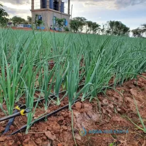 Irrigation systems and Prices in Kenya