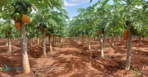 Pawpaw Farming in Kenya using Button Drippers