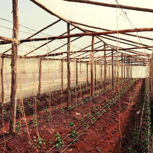Greenhouse Drip Kit by Aqua Hub Kenya