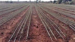 Cost of Drip Irrigation Per Acre