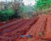 Cost of Drip Irrigation Per Acre