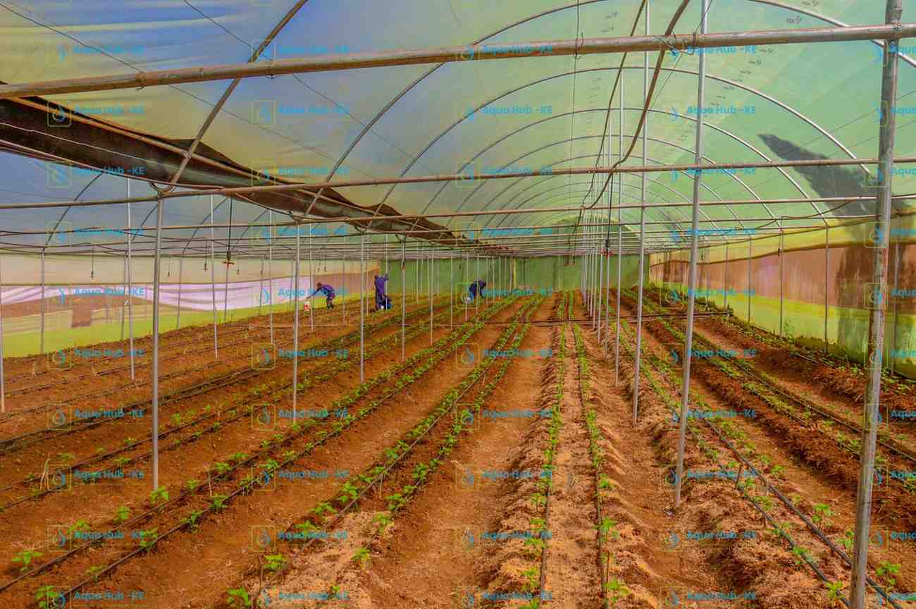 Cost of Drip Irrigation Per Acre