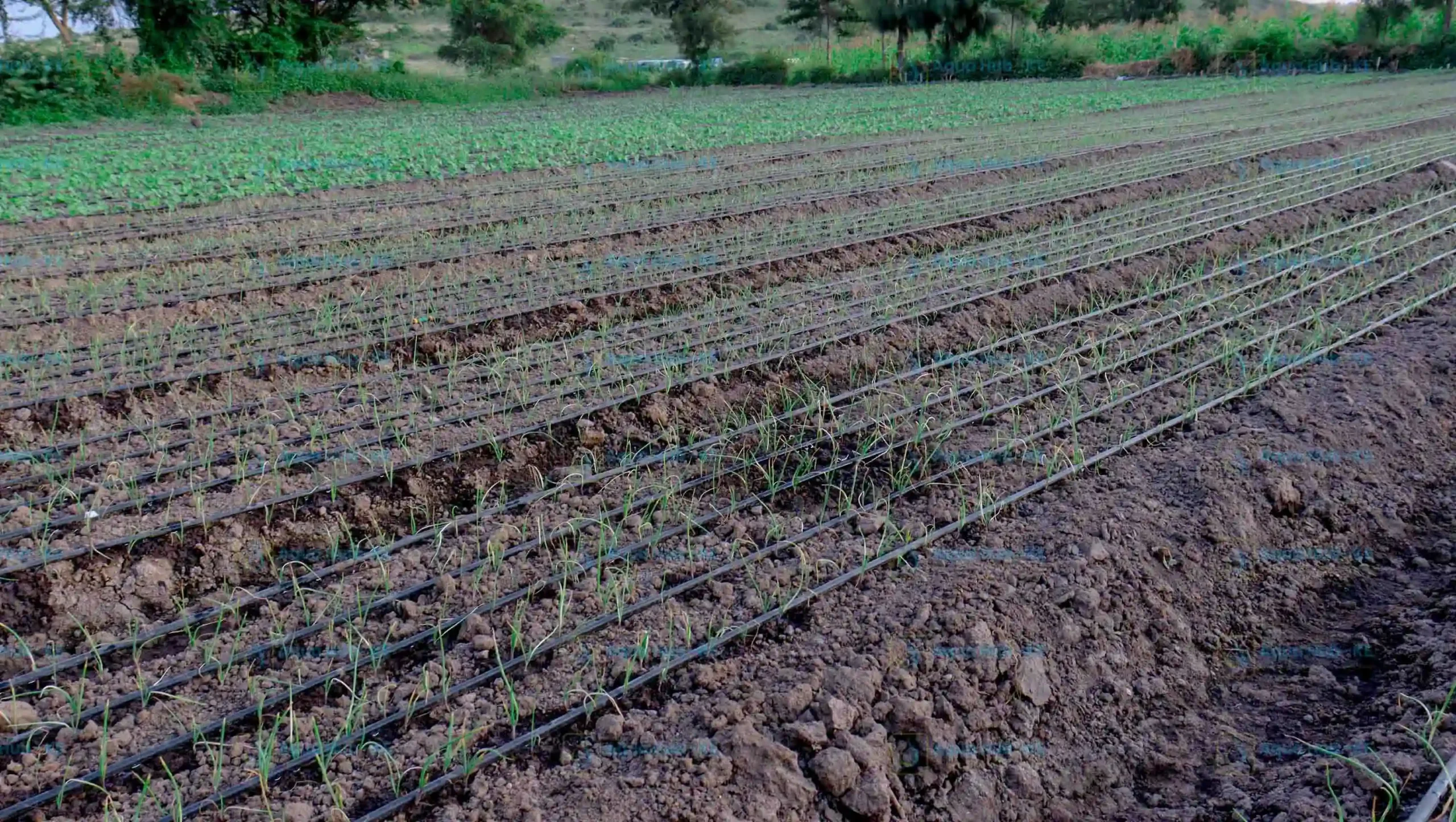 Cost of Drip Irrigation Per Acre