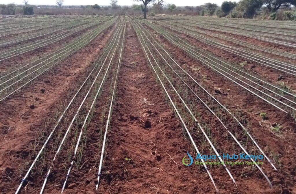 Onions under drip Irrigation