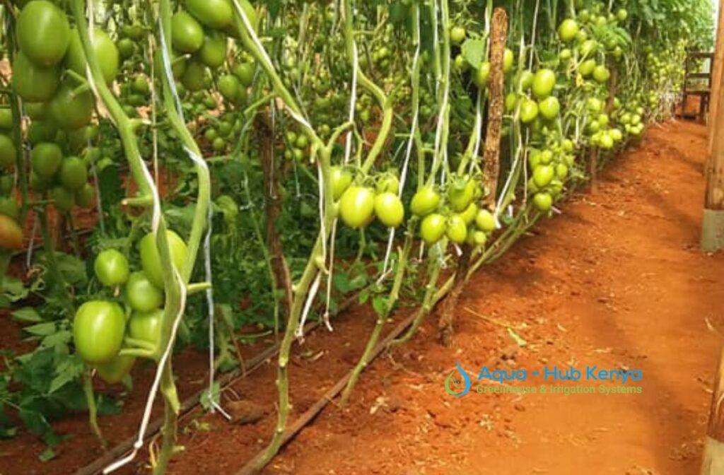 Greenhouse Tomato Farming in Kenya 