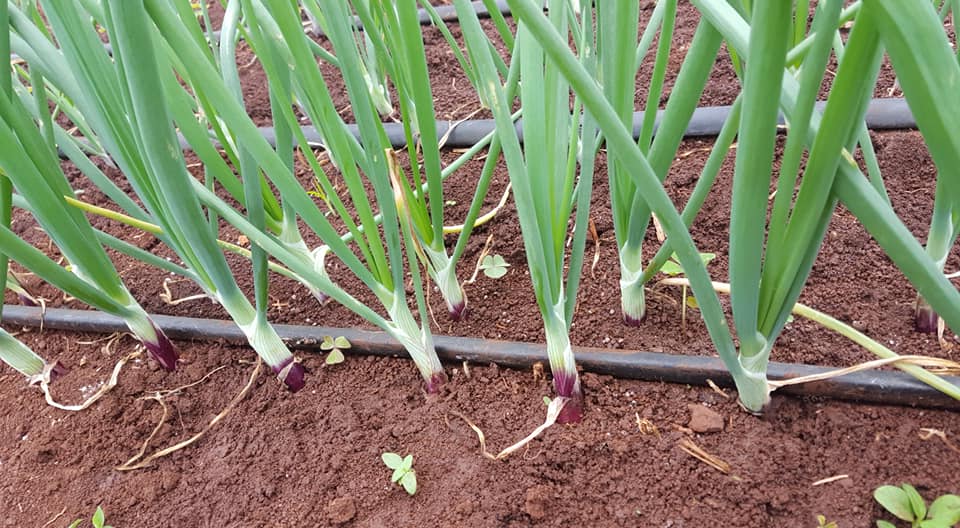 How to Grow Onions using Drip Irrigation in Kenya