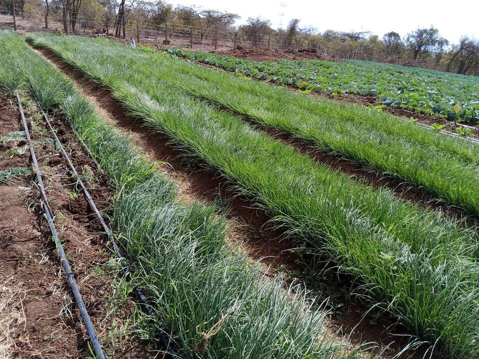 Drip Irrigation for Onions and Garlic in Kenya