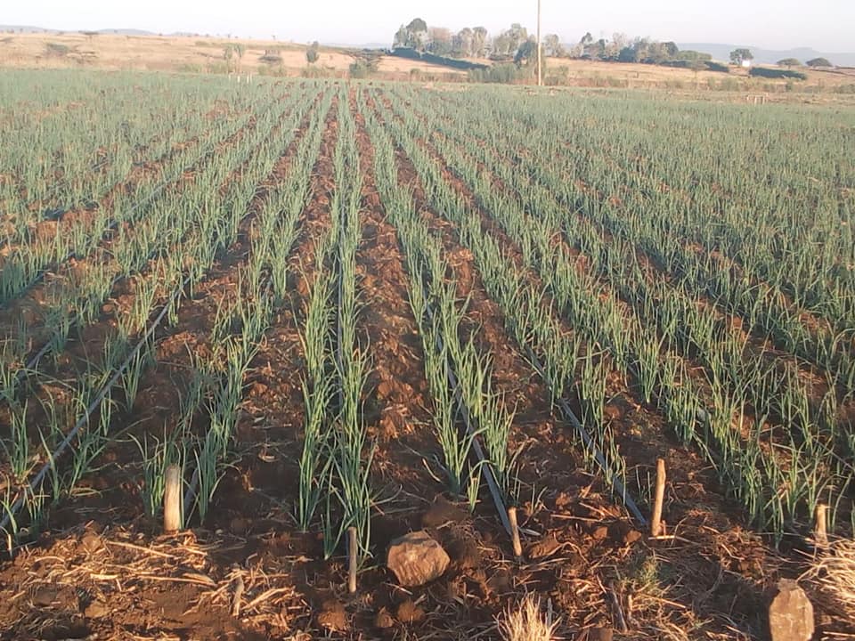 How to Grow Onions using Drip Irrigation in Kenya