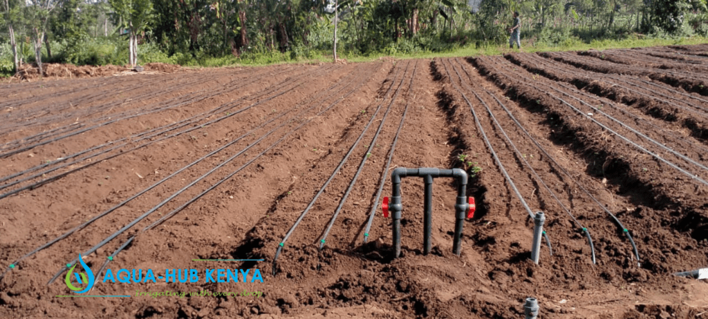 Drip Irrigation for Onions and Garlic in Kenya