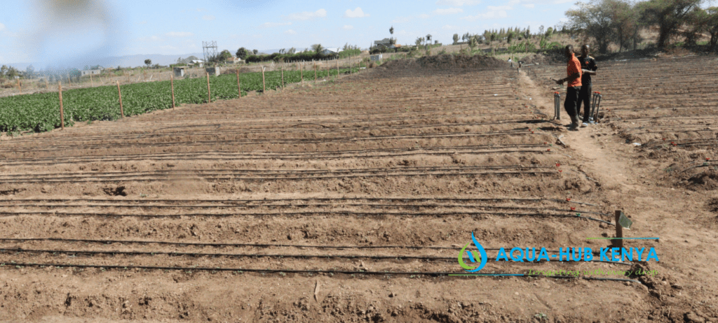 Drip Irrigation: Sustainable Agriculture