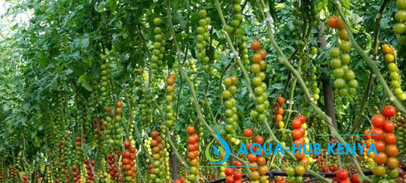 Drip irrigation for Tomatoes in Kenya