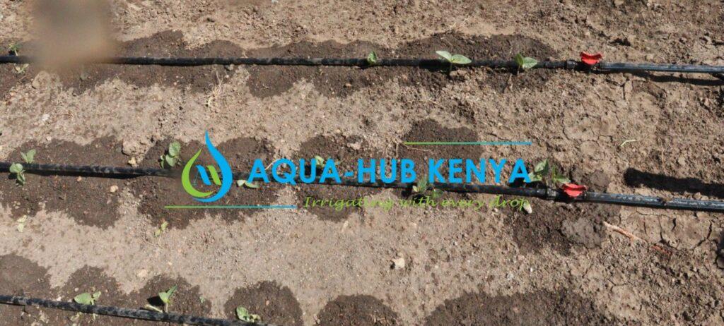 Drip irrigation for Tomatoes in Kenya