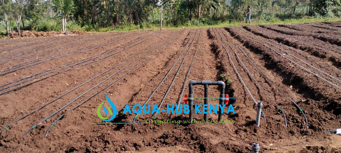 Drip Irrigation: Sustainable Agriculture