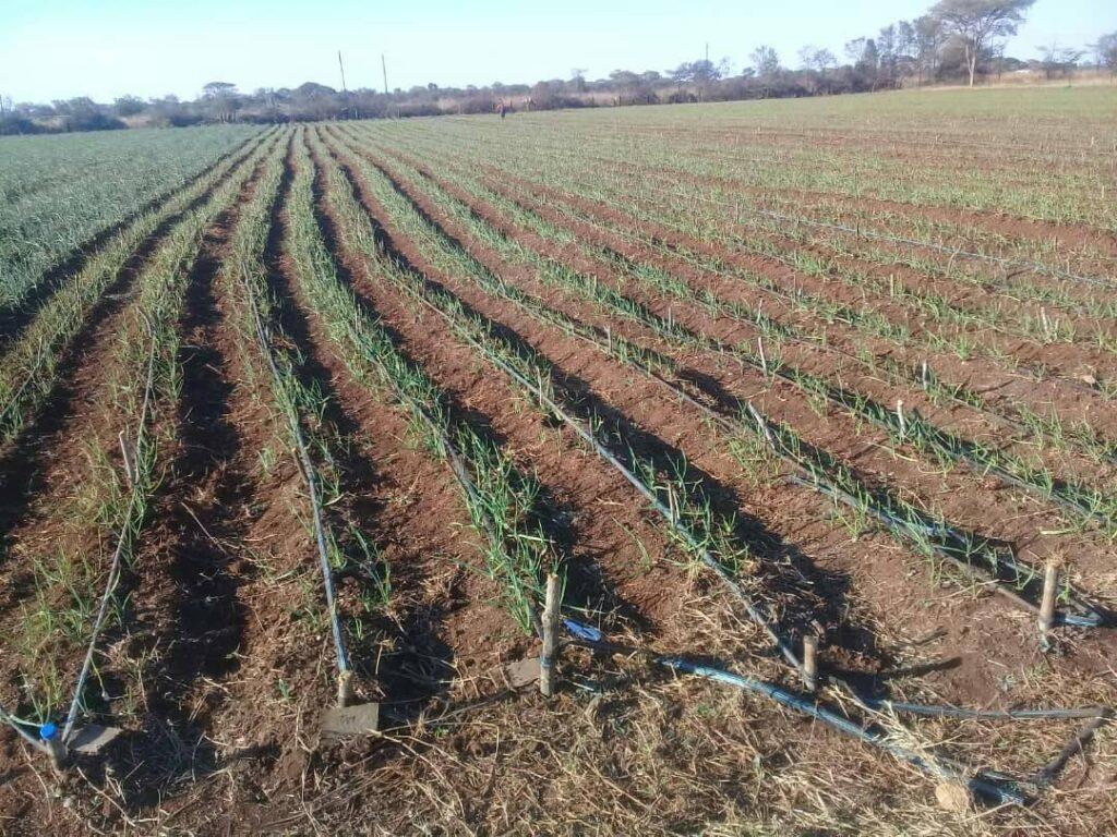 garlic onion farming in kenya