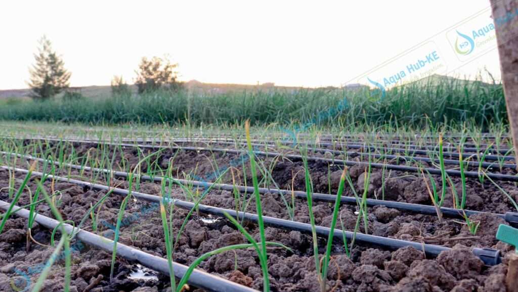 Drip Irrigation for Onions and Garlic in Kenya