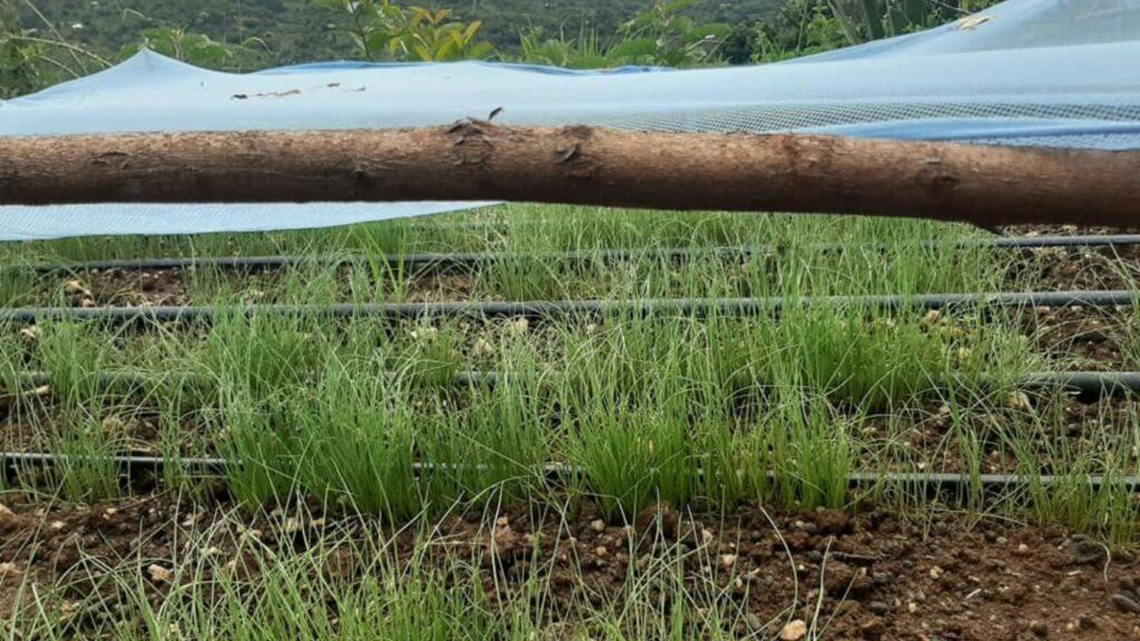 Increase Onion Yields-Drip Irrigation