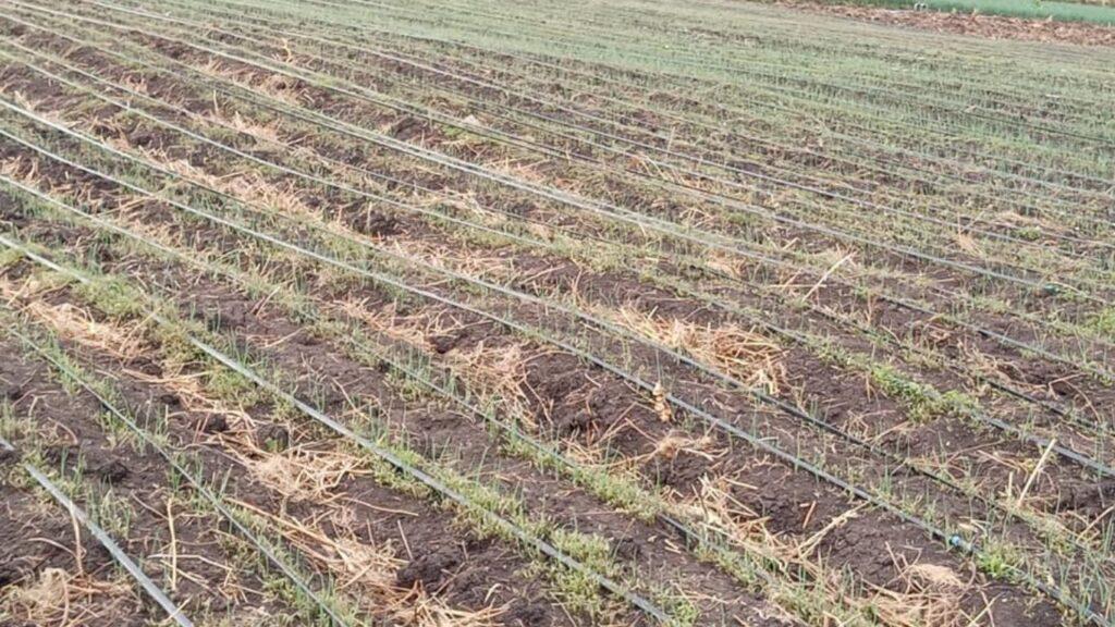 Drip Irrigation for Onions and Garlic in Kenya