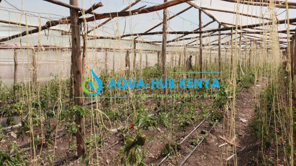 Drip Irrigation: Sustainable Agriculture