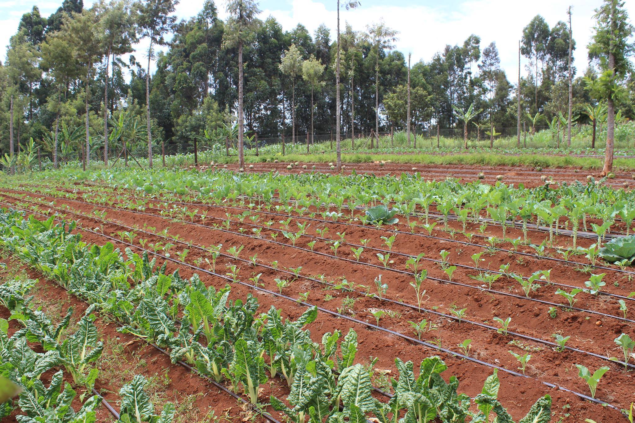 What you need for What you need for Drip Irrigation in Kenya