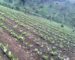 What you need for Drip Irrigation in Kenya