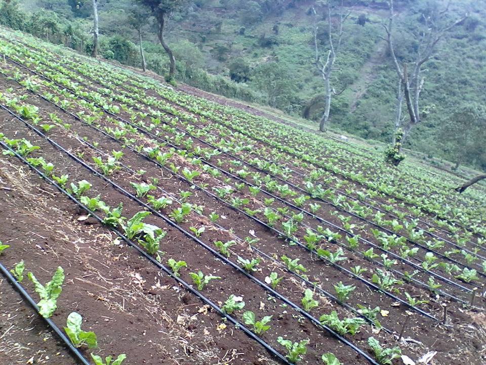 What you need for Drip Irrigation in Kenya