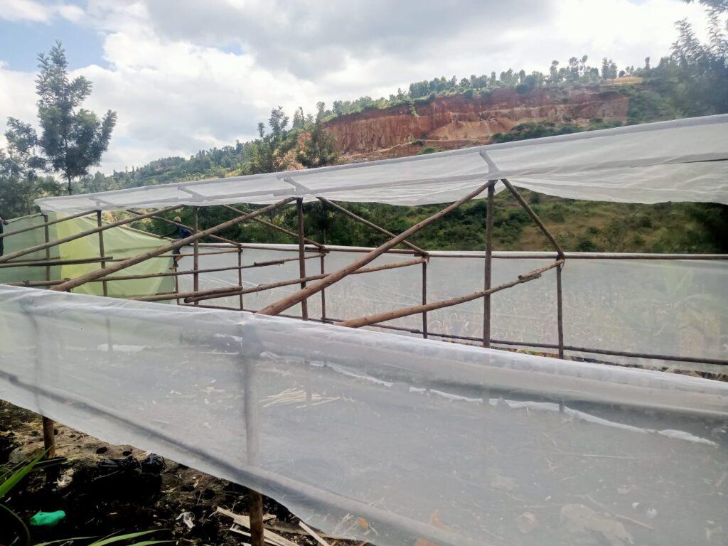 Wooden-Framed Greenhouses in Kenya