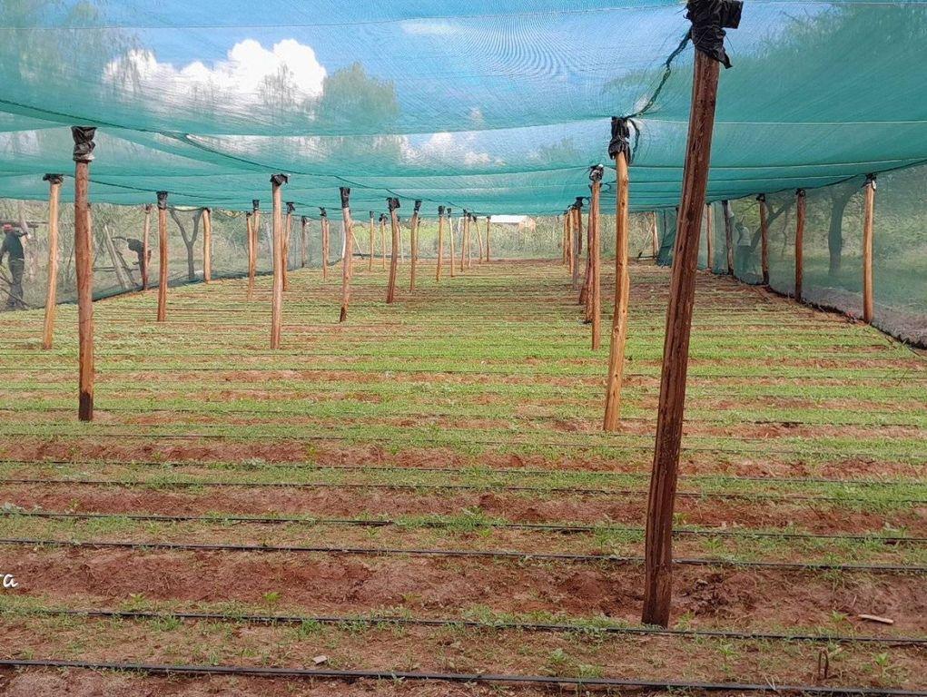 Insect Nets Price in Kenya