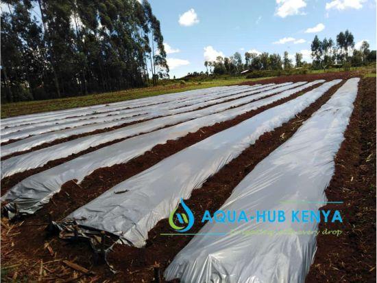 Mulching papers in Kenya