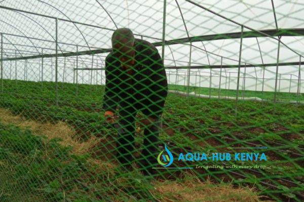 Bird Net Prices in Kenya