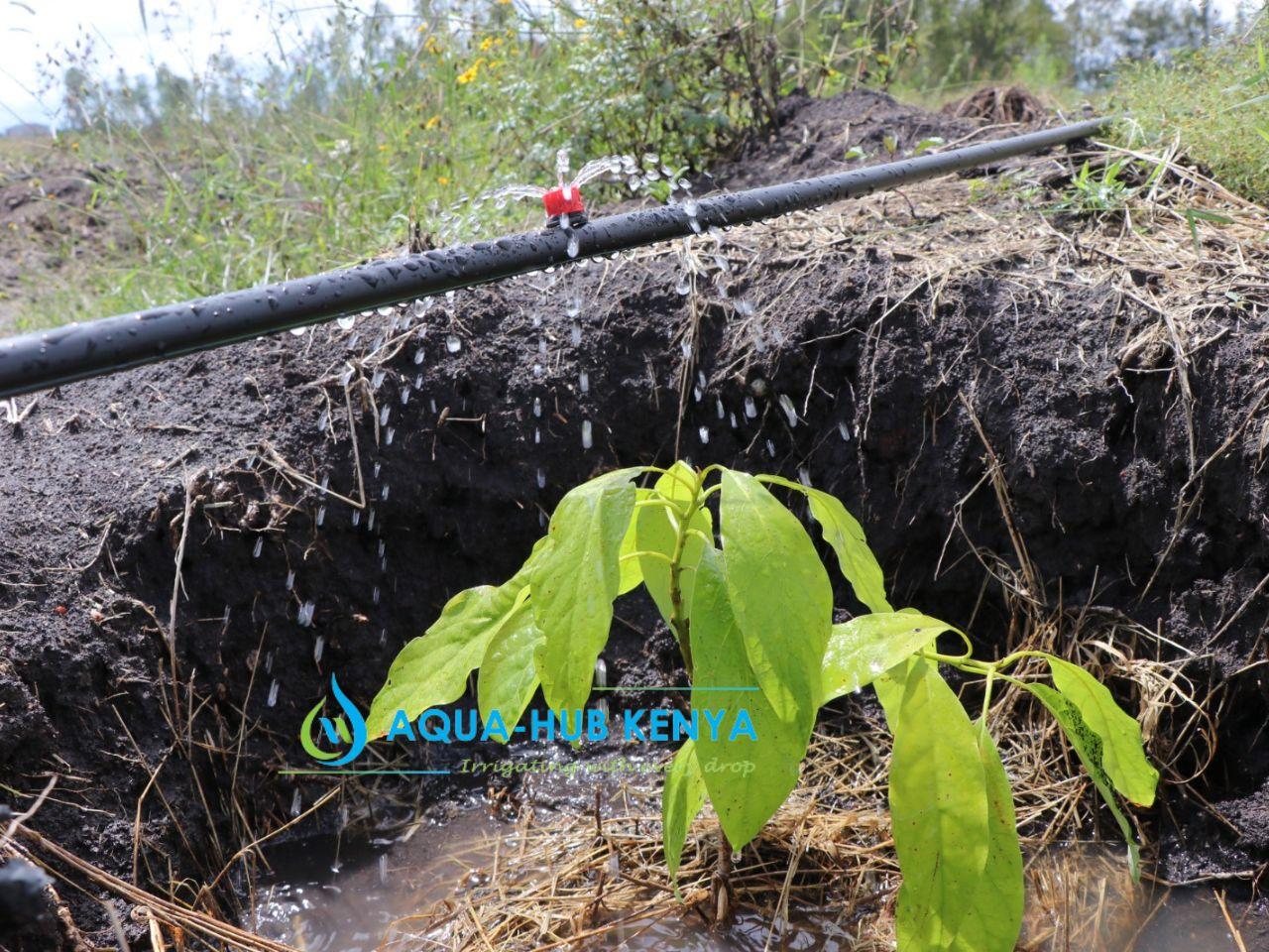 Avocado Irrigation Farming