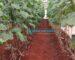 Affordable Drip Irrigation Kits