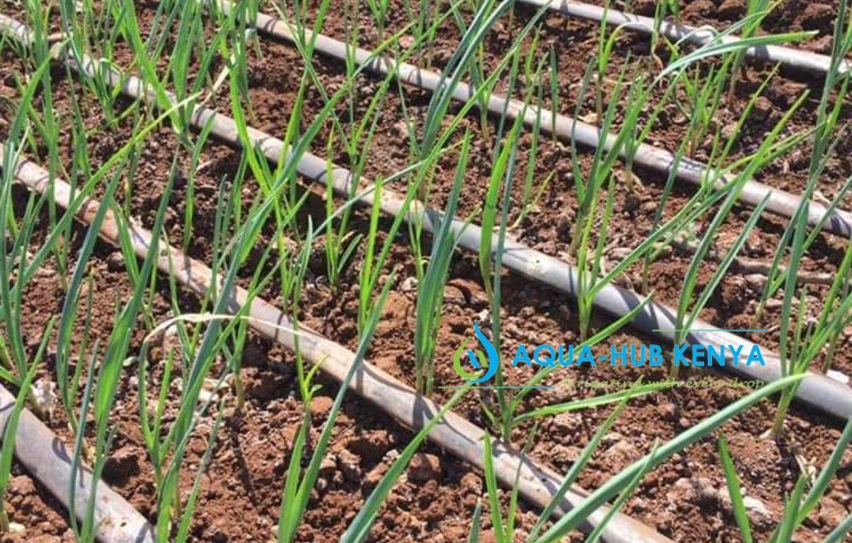 Onion farming in Kenya