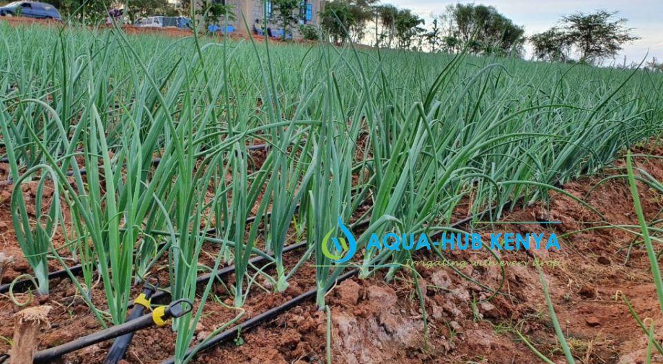 Onion farming in Kenya