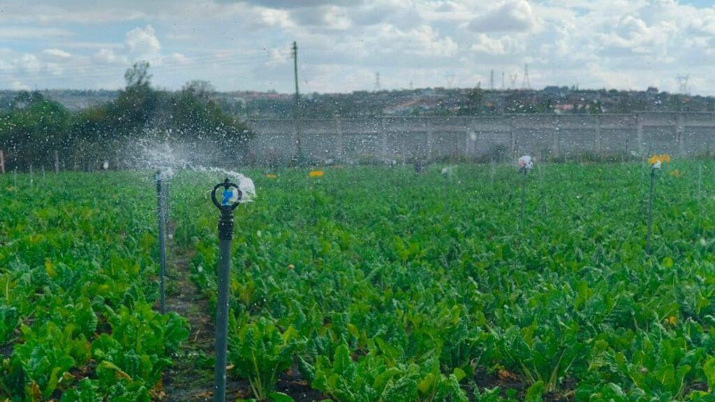 Affordable Sprinkler in Kenya