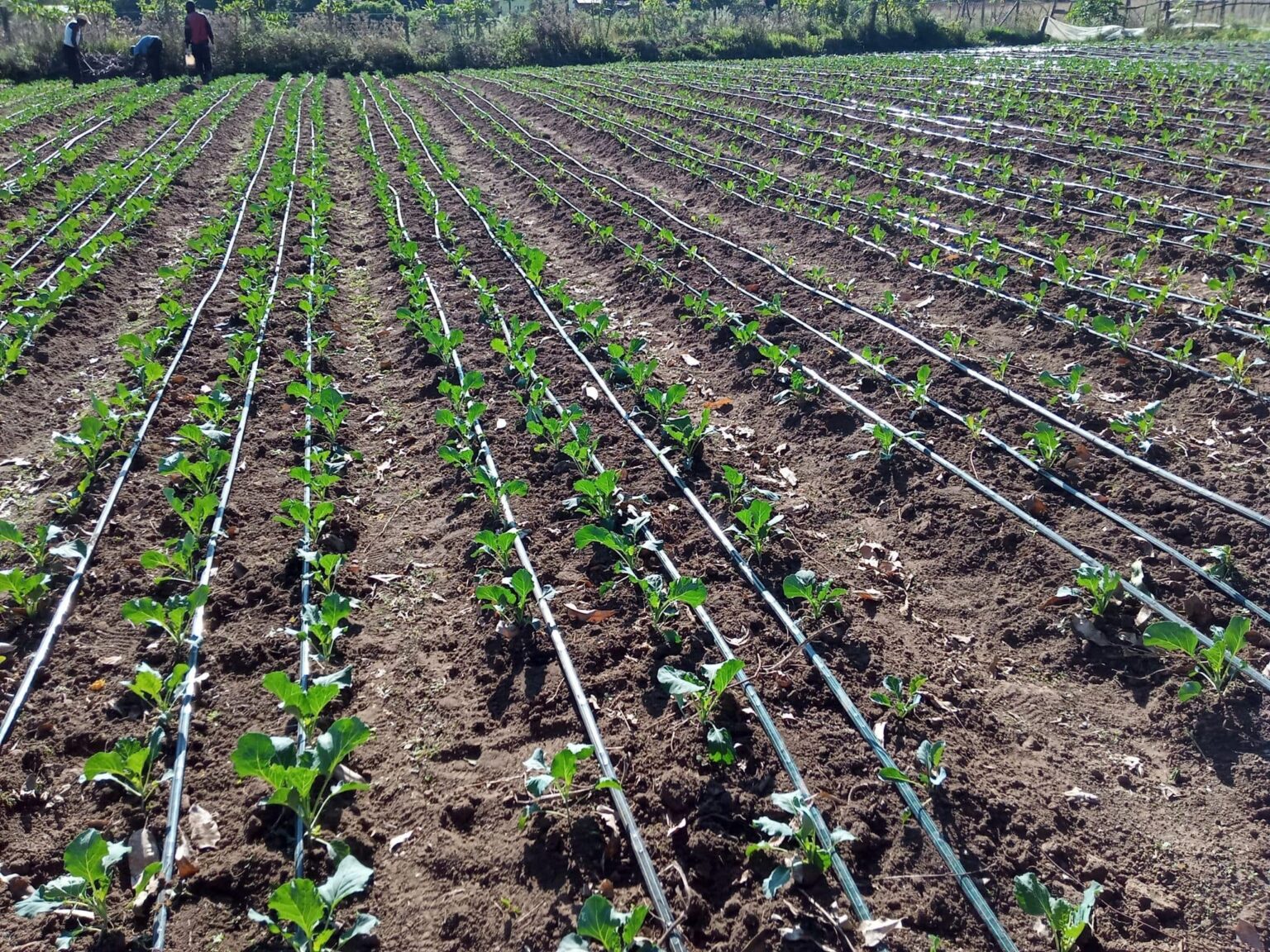 drip-lines-prices-in-kenya-call-254790719020-aqua-hub-ke