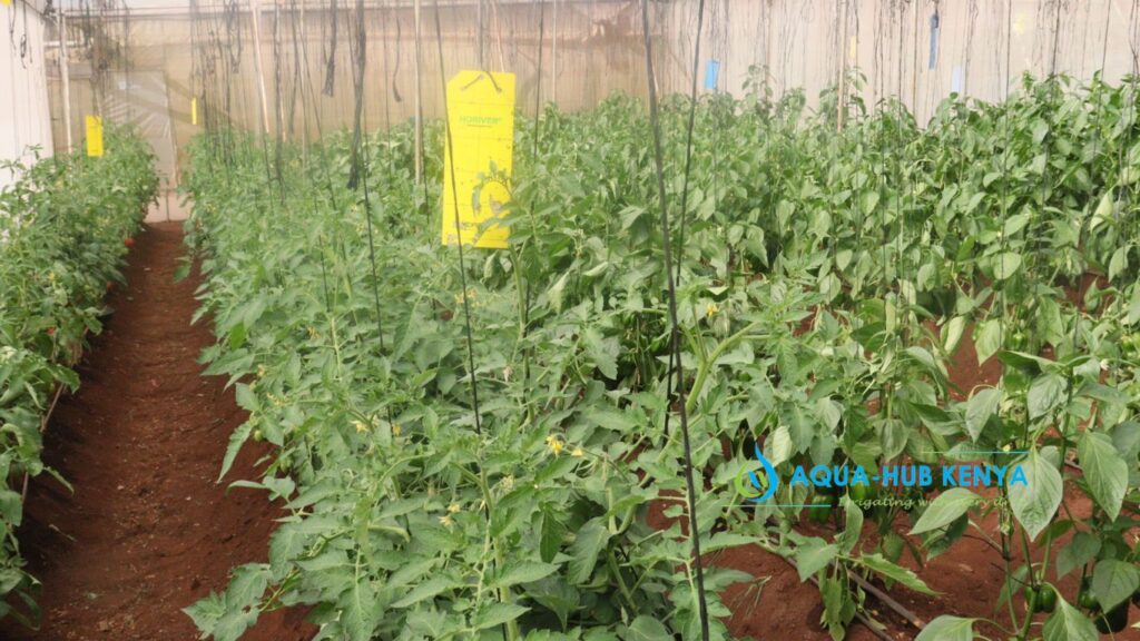 Crops for Drip Irrigation