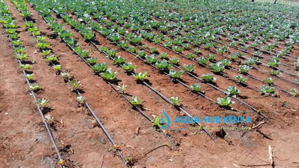 Crops for Drip Irrigation