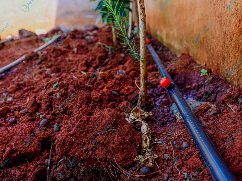 Button Dripper Irrigation in Kenya