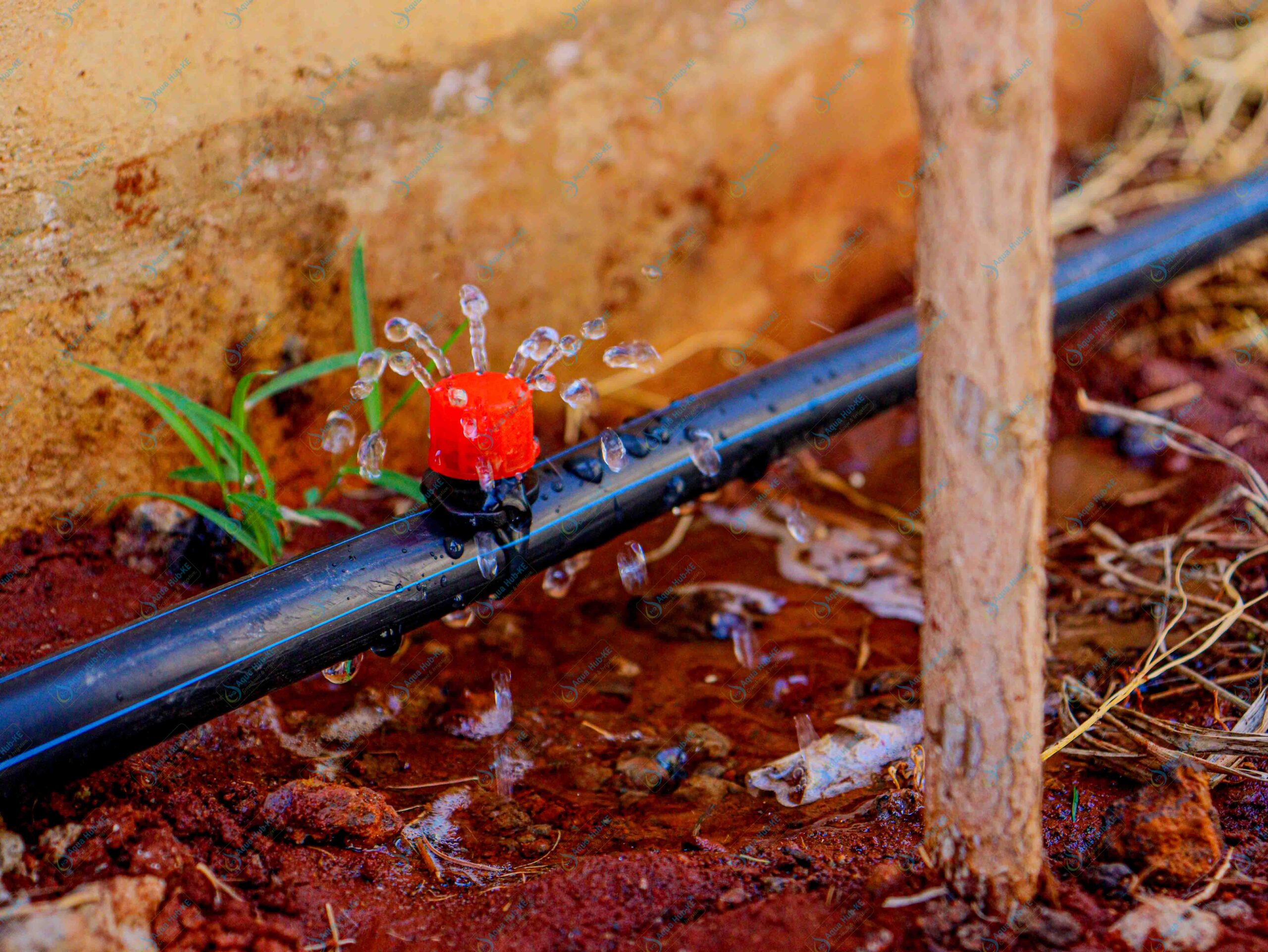 Button Dripper Irrigation in Kenya