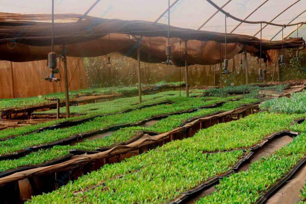 Seedling Trays Price in Kenya