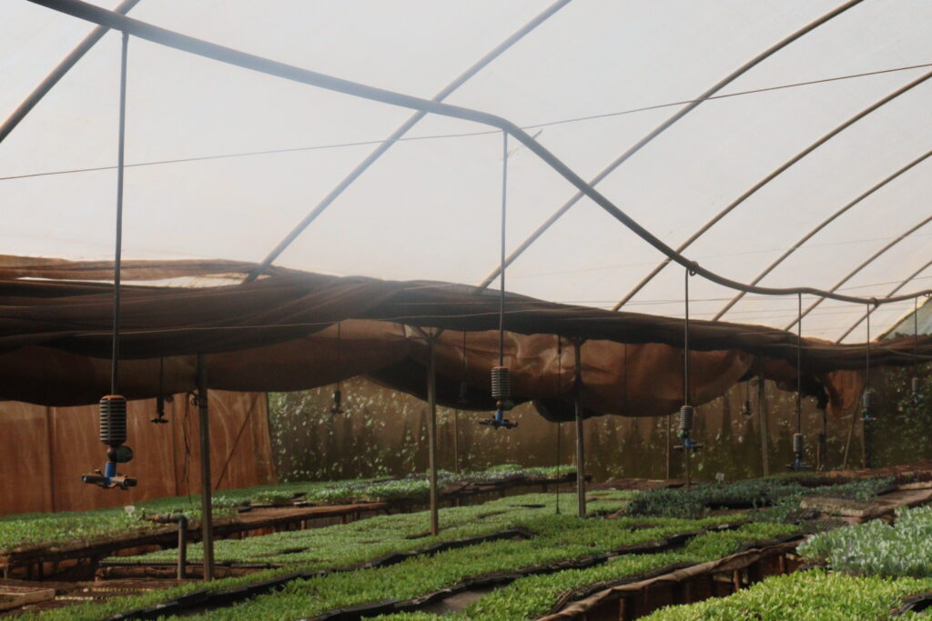 Seedling Trays Price in Kenya